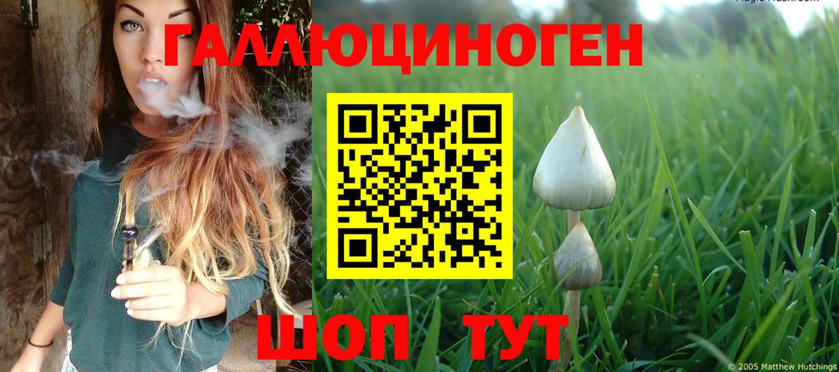 Псилоцибиновые грибы Psilocybe Нефтекумск